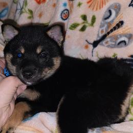 Black and tan MaMe size - Black and tan female Shiba Inu puppy in Middlefield, Ohio from Muddy Rock Farm