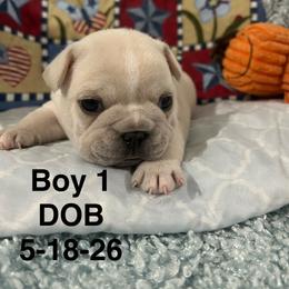 Boy 1 - Cream male French Bulldog puppy in Denison, Texas from Lovemyfrenchies – Stoddard Frenchbulldog's