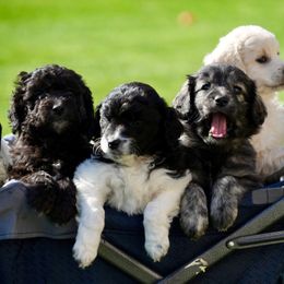 Goldendoodle and Poodle Puppies from Serenity Doodles