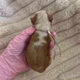 Lavender Girl - Caramel female Australian Labradoodle puppy in Syracuse, Indiana from The Doodle Cove