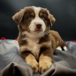 Jade (Natural Tail) - Red tri female Miniature Australian Shepherd puppy in Liberty, South Carolina from Alexander Canines