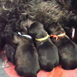Scottish Terrier Puppies from Heartland's