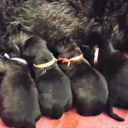 Scottish Terrier Puppies from Heartland's
