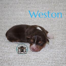 Weston - Red tri-color male Australian Shepherd puppy in Crockett, Texas from Southern Paws Mini Aussies