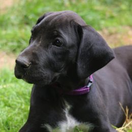 Great Dane Puppies from Sterling Danes