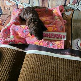 Girl 2 - female Poodle puppy in Chase, Michigan from My Buddies Puppies