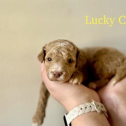 Lucky Charms - Apricot male Goldendoodle puppy in Taylorsville, North Carolina from Heartfelt Doodles