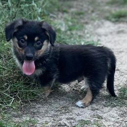 Zion - Black and tan male American Corgi puppy in Hope, Arkansas from Foxy Knoll Farm