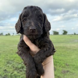Marjorie - Chocolate female Goldendoodle puppy in Caddo Mills, Texas from Fire Wife Doodles