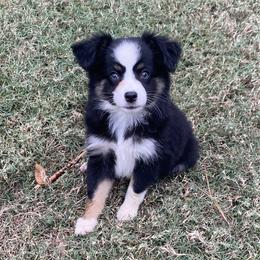 Miniature Australian Shepherd Puppies from Kuttin’ Up Mini Aussies