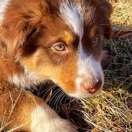 Australian Shepherd Puppies from Amazing Aussies