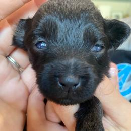 Hero - Black phantom male Aussiedoodle puppy in Knoxville, Tennessee from Legacy Farm