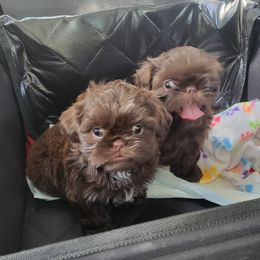 Shih Tzus from Guinn Land Shih Tzus