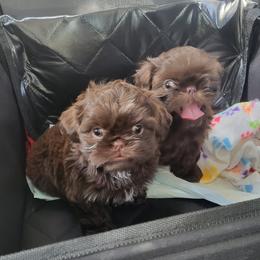 Shih Tzus from Guinn Land Shih Tzus