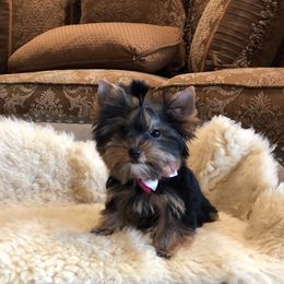 Pomeranian and Yorkshire Terrier Puppies from Dreaming Puppies