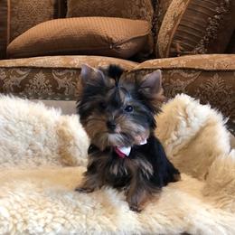 Pomeranian and Yorkshire Terrier Puppies from Dreaming Puppies
