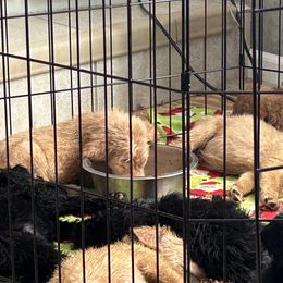 Labradoodle and Poodle Puppies from Hades Flame Kennel