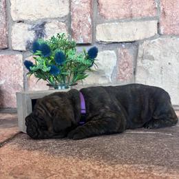 Purple collar - Chestnut brindle female Cane Corso puppy in Tucson, Arizona from Cane Corso Friends