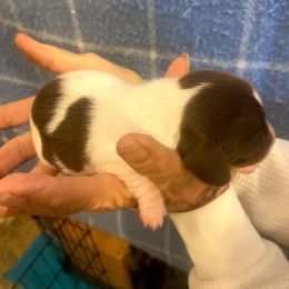 MILO - Piebald male Dachshund puppy in Elizabethtown, Kentucky from Teeny Tiny Puppy Tails