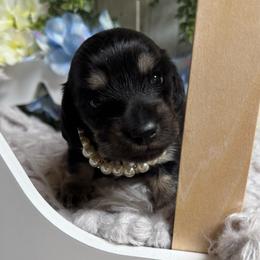 Jetta - Black and cream female Dachshund puppy in Fayetteville, West Virginia from Loop Creek Dachshunds