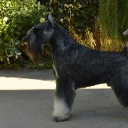 Retro - Miniature Schnauzer