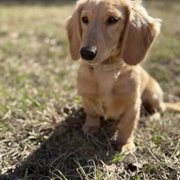 Hunny - Dachshund