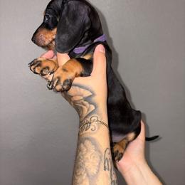 Boy grey - Black male Dachshund puppy in Phelan, California from Elite Parson Russells