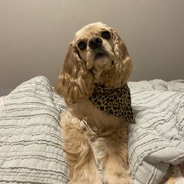 Maggie - Cocker Spaniel