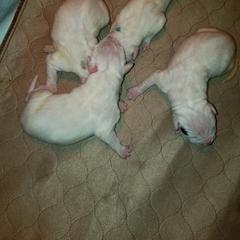Dogo Argentino Puppies from K&B Southern Oregon Argentino Dogos