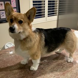 Pembroke Welsh Corgi All Grown Up from Pam Montgomery Earl's Corgis