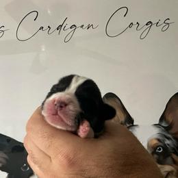 Harley - Black and white female Cardigan Welsh Corgi puppy in San Antonio, Texas from White Paws Cardigan Corgis