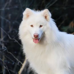 Pie - White female Alaskan Malamute puppy in Spokane, Washington from Asgard Wooly Malamutes