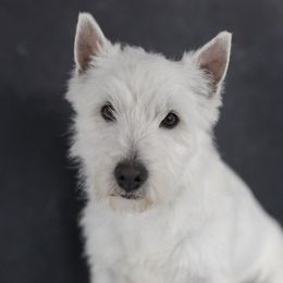 Birch - West Highland White Terrier