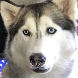 Luna - Siberian Husky