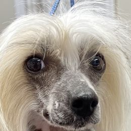 Locket - Chinese Crested
