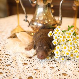 Poodle Puppies from Setting the Standard Poodles
