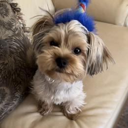 Yorkshire Terrier Puppies from Heaven_sent_toy_yorkies