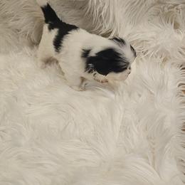 Shih Tzu Puppies from Prairie Creek Puppies