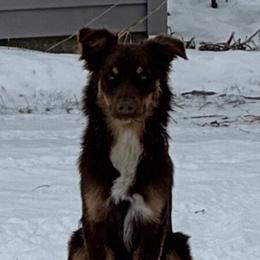 Australian Shepherds from KDL Homestead