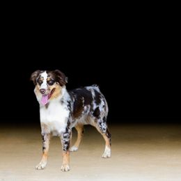 Koda - Australian Shepherd