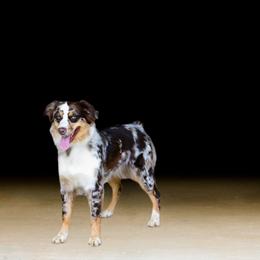 Koda - Australian Shepherd
