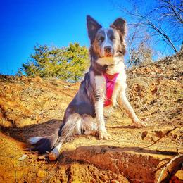 Nova - Border Collie