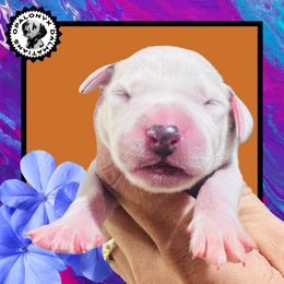 Girl 3 - female Dalmatian puppy in Morriston, Florida from OpalOnyx Dalmatians