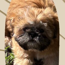 Shih Tzu Puppies from Shih-tzu Dynasty