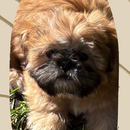 Shih Tzu Puppies from Shih-tzu Dynasty