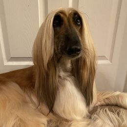 Olivia - Afghan Hound