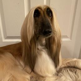 Olivia - Afghan Hound