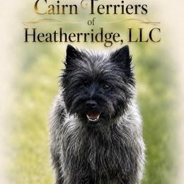 Libby - Cairn Terrier