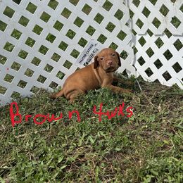Brown - Golden rust male Vizsla puppy in Sioux County, Iowa from Pheasant Poppers Vizslas