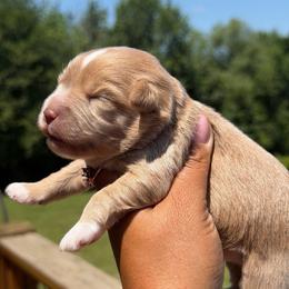 Valor - Wheaten male Miniature Schnauzer puppy in Dorr, Michigan from Enchanted Paws